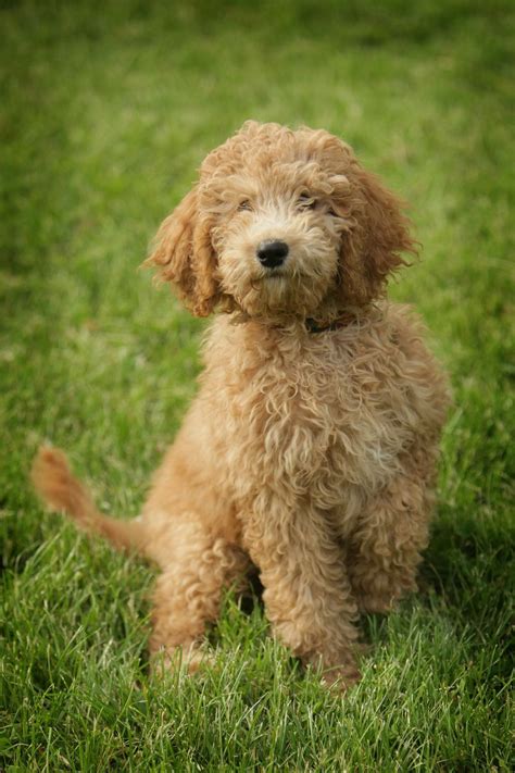  The great thing about multigen Goldendoodles is that you will be sure to find a breeder that will have all of the best parts of this hybrid breed to suit your needs and wants